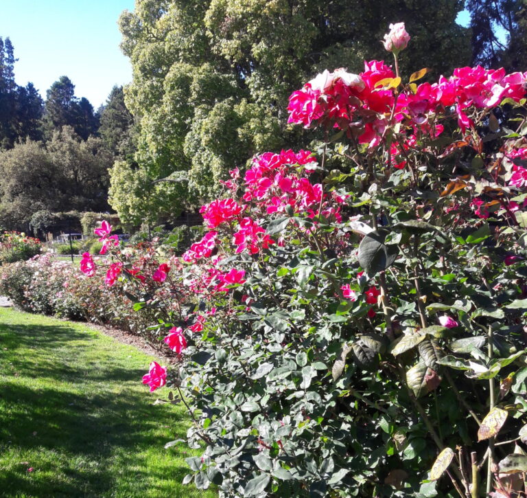 Pt. Defiance photo of the pink roses in bloom
