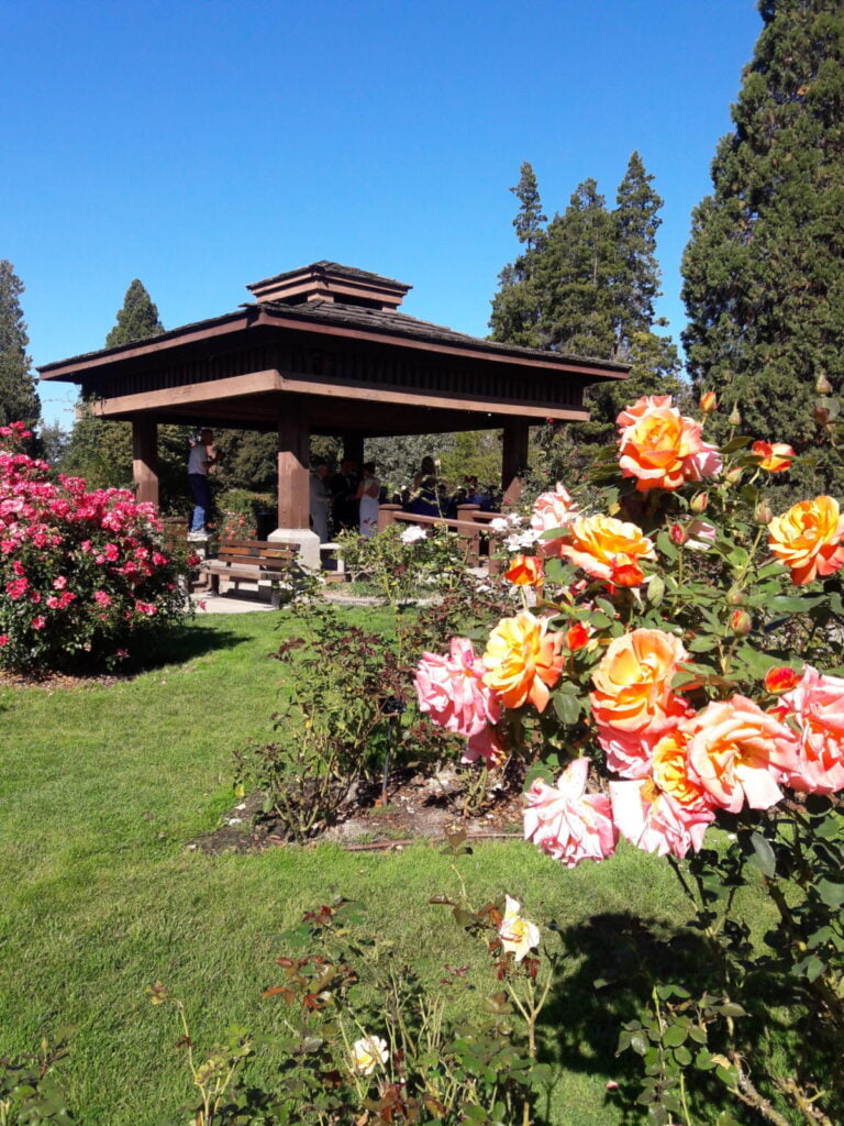 Pt. Defiance Pagoda iconic photo through the roses in bloom
