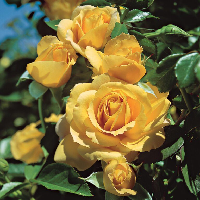 julia child rose in bloom