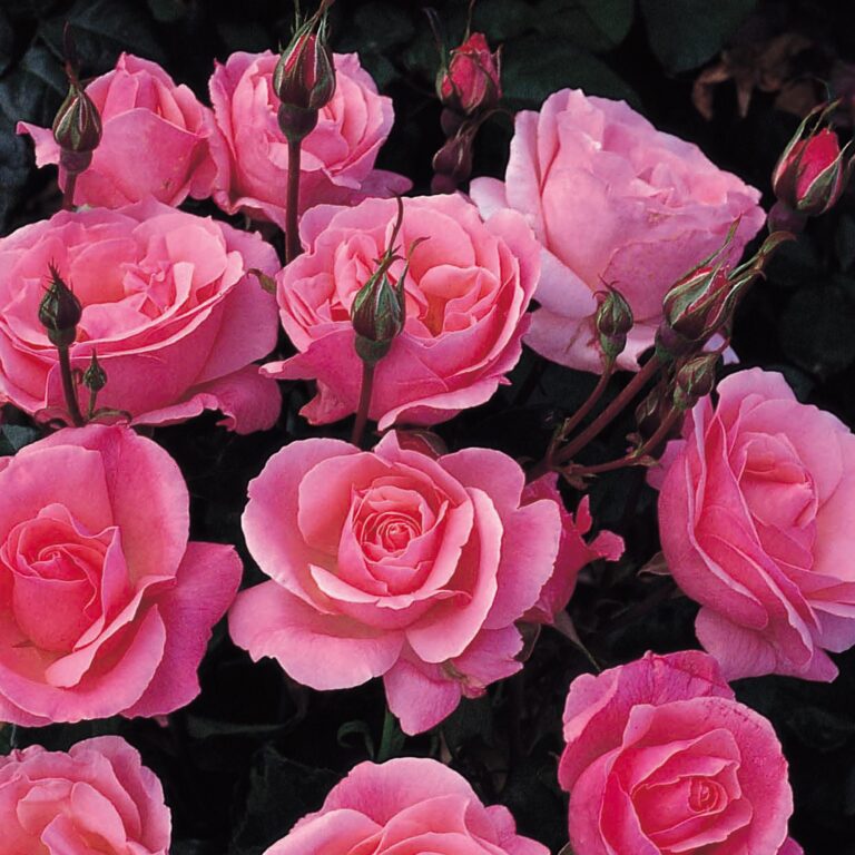 What are the best roses for my NW garden?