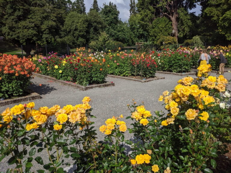 Pt Defiance Deadheading