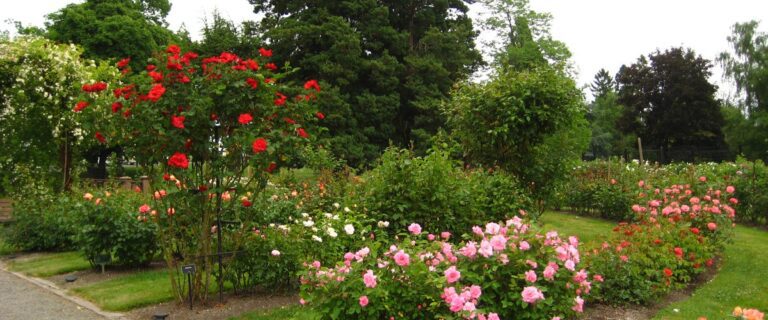 Pt. Defiance rose garden in summer bloom