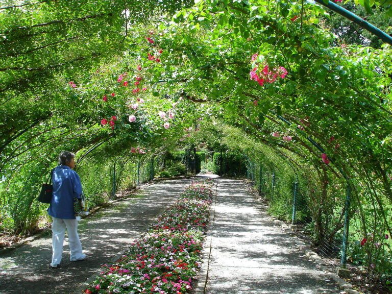 Washington’s Instagram-Worthy Public Rose Gardens
