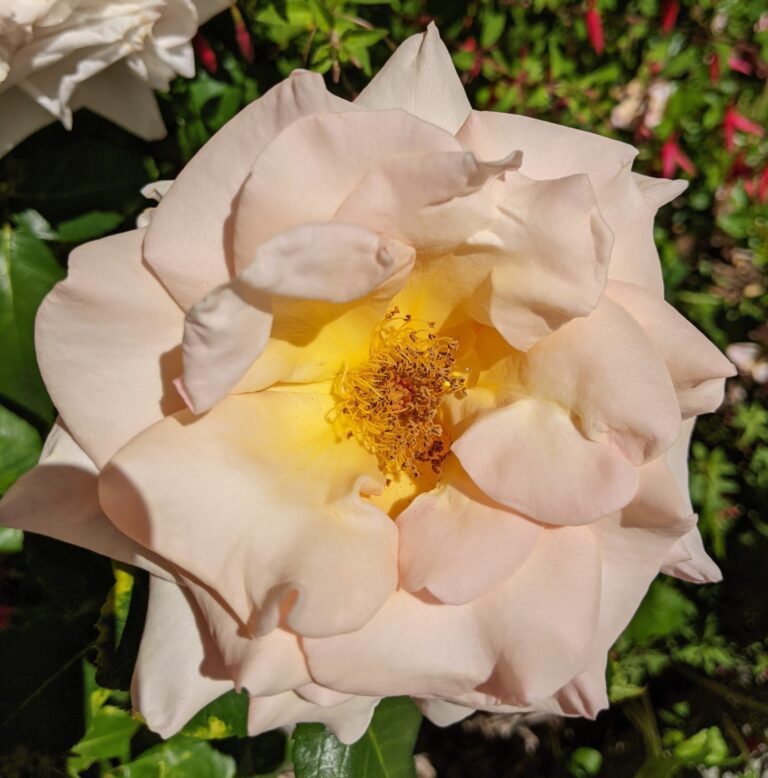 Glossary: Terms used in the world of Roses