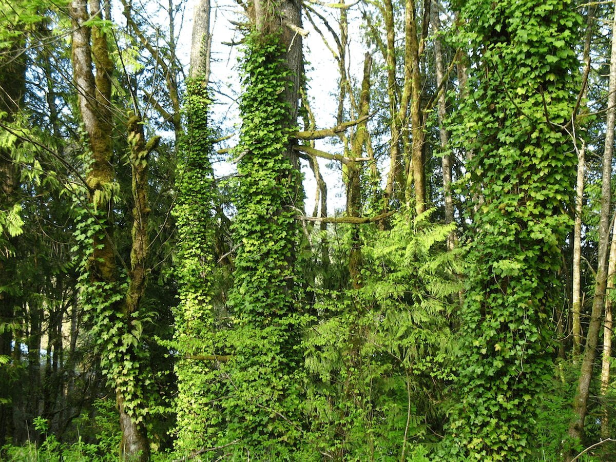 Invasive Ivy on trees