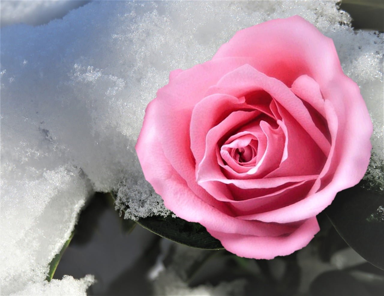 rose, flower, snow-6004882.jpg