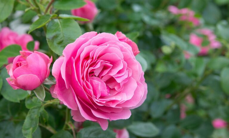 10 Tips to Add Roses Into Your Perennial Garden