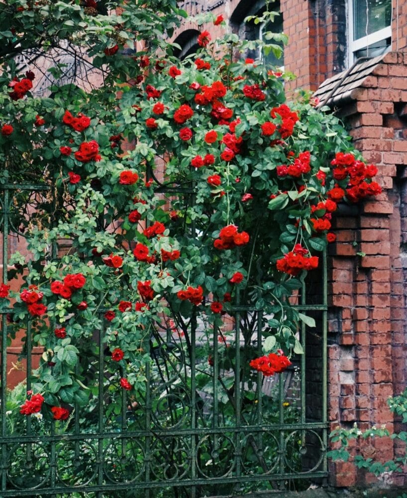 Vibrant red climbing roses adorn a vintage brick garden gate, offering natural beauty.