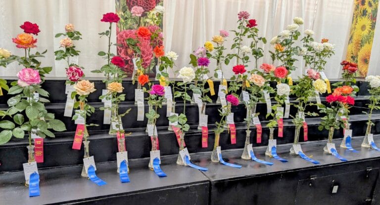 Queen’s Herald September 2025