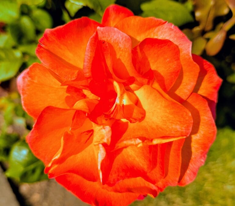 Queen’s Herald October 2025