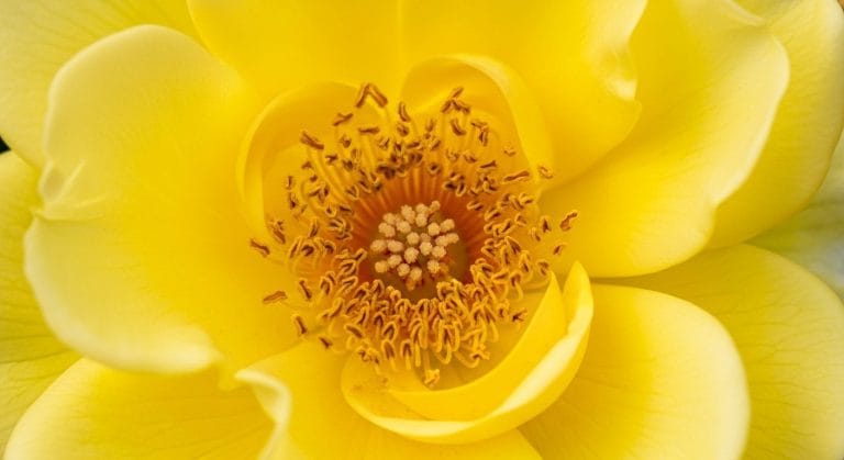 Queen’s Herald March 2026